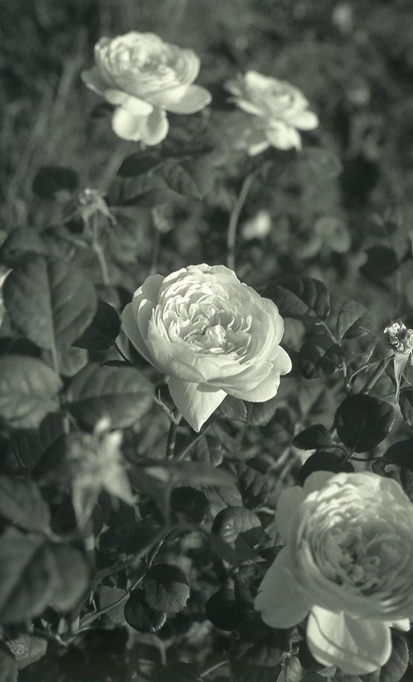 Bez názvu 3 z cyklu Máminy růže